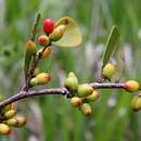 Image of Erythroxylum campestre A. St.-Hil.