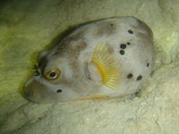 Image of Black Spotted Blow Fish