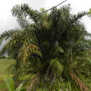 Image of Yolillo Palm