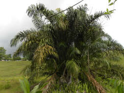 Image of raffia palm