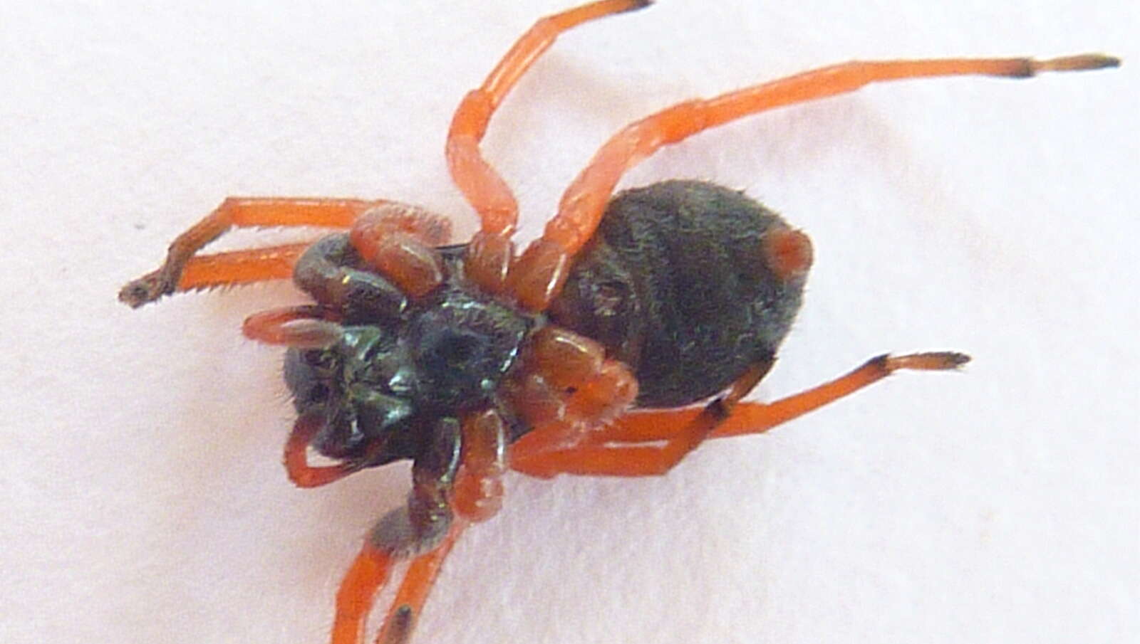 Image of Trachelidae