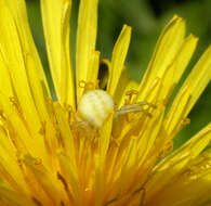 Image of Flower Crab Spiders