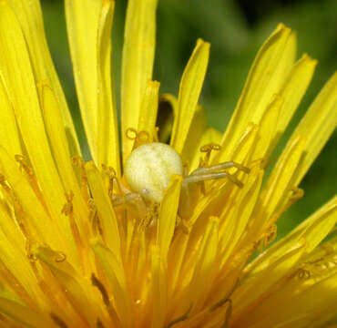 Image of Flower Crab Spiders