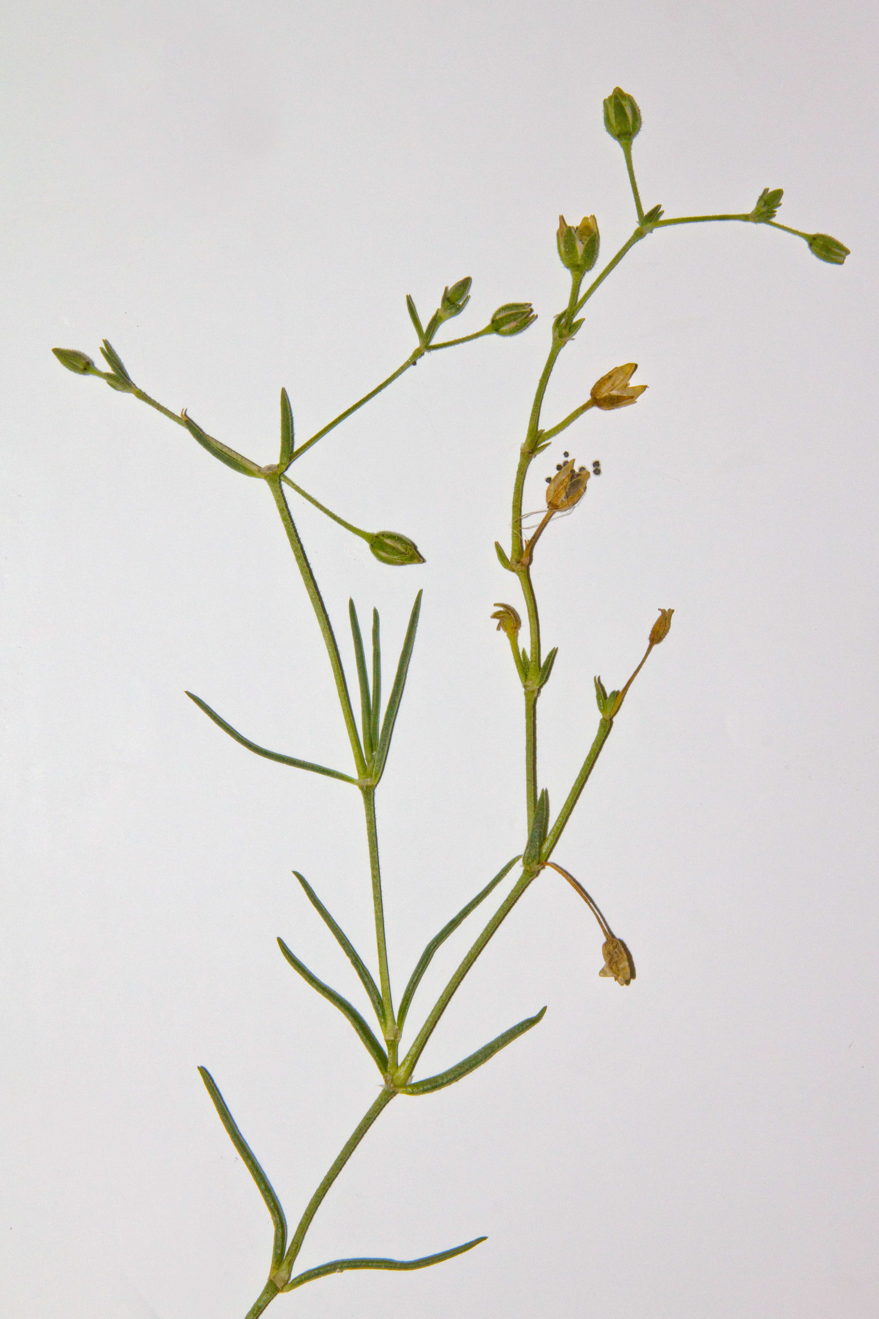 Image of Spergularia tasmanica (Kindb.) L. G. Adams