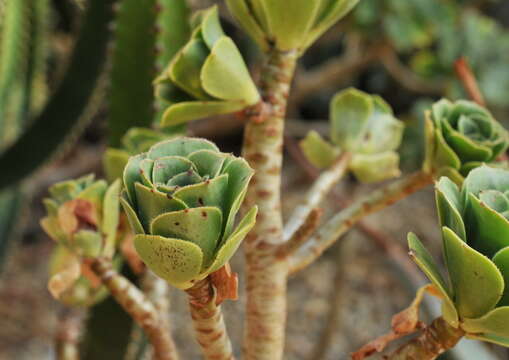 Aeonium balsamiferum Webb & Berth. resmi