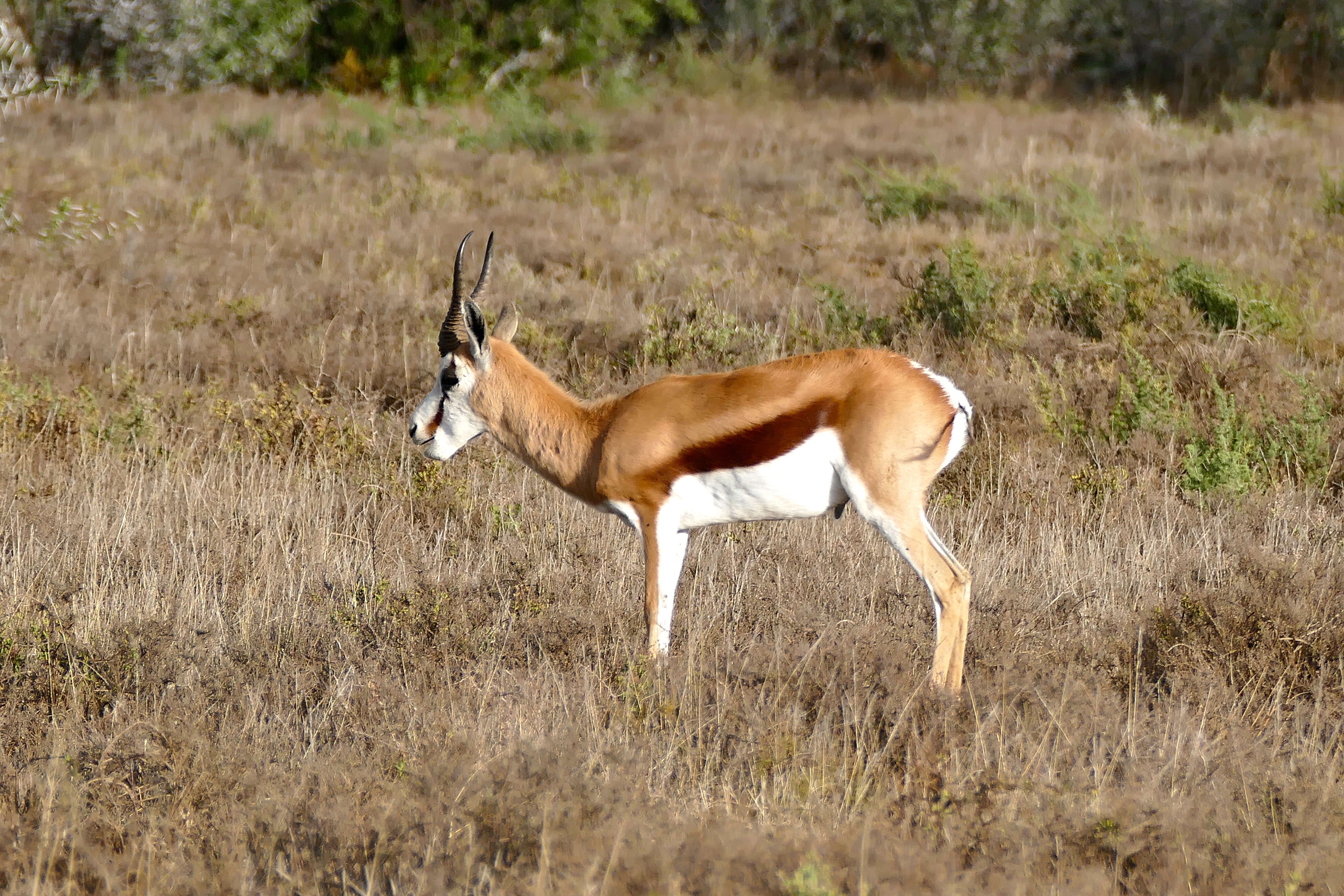 Image of Springbok