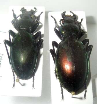 Image of Carabus (Lamprostus) torosus I. Frivaldszky von Frivald 1835