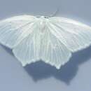 Image of Snowy Geometer