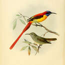 Image of Fire-tailed Sunbird