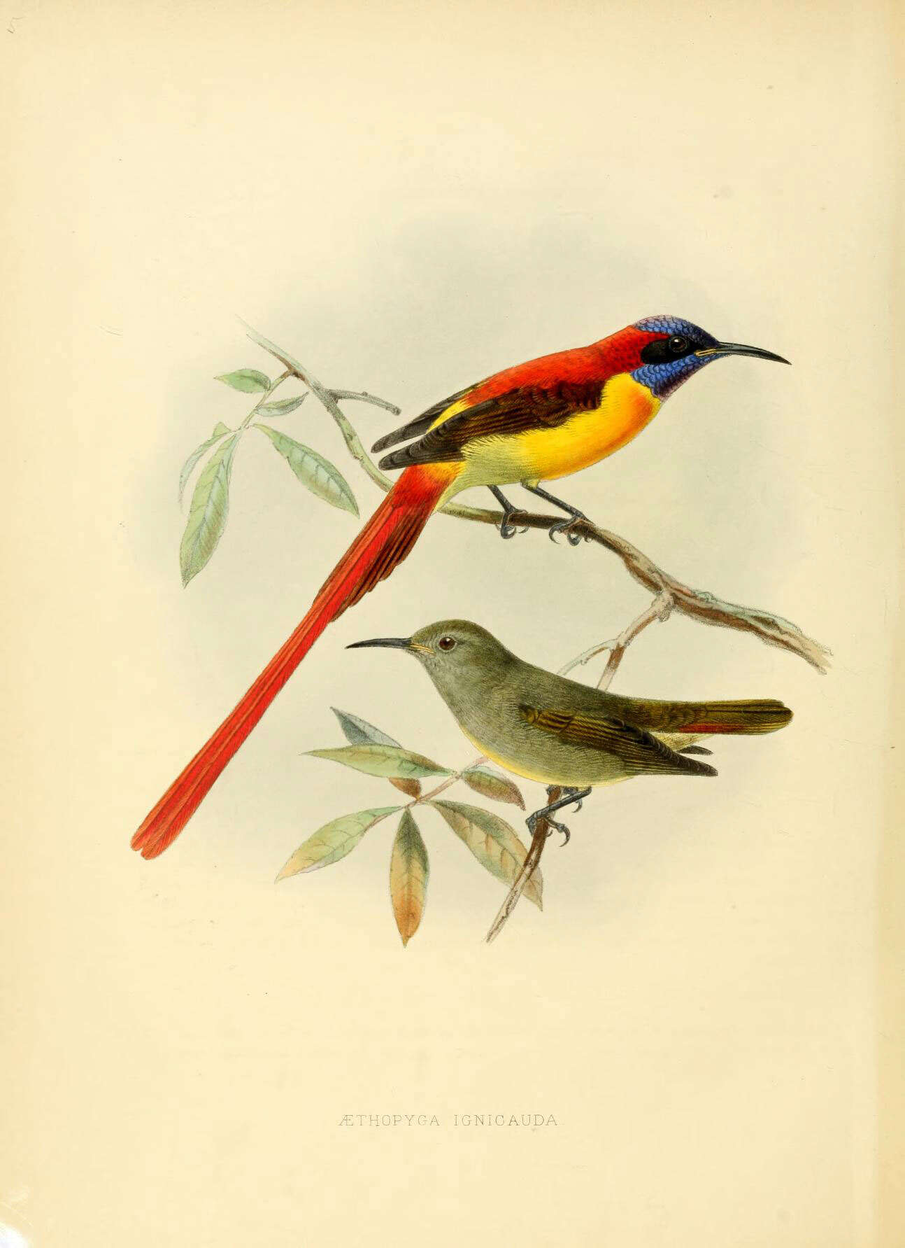 Image of Aethopyga Cabanis 1851