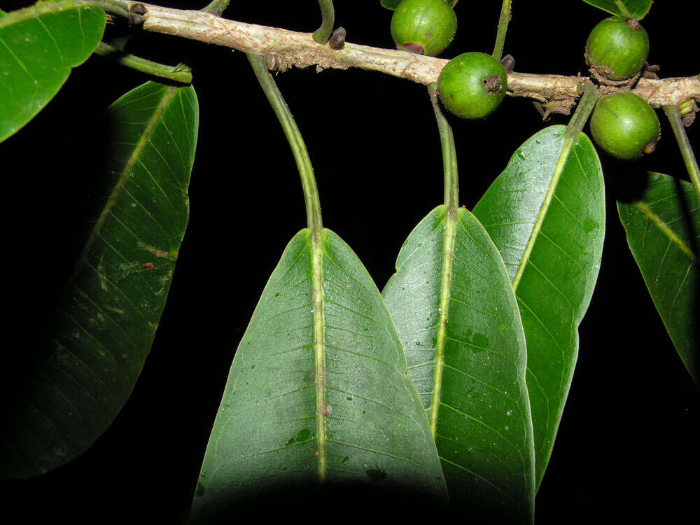 Image of Ficus paraensis (Miq) Miq.
