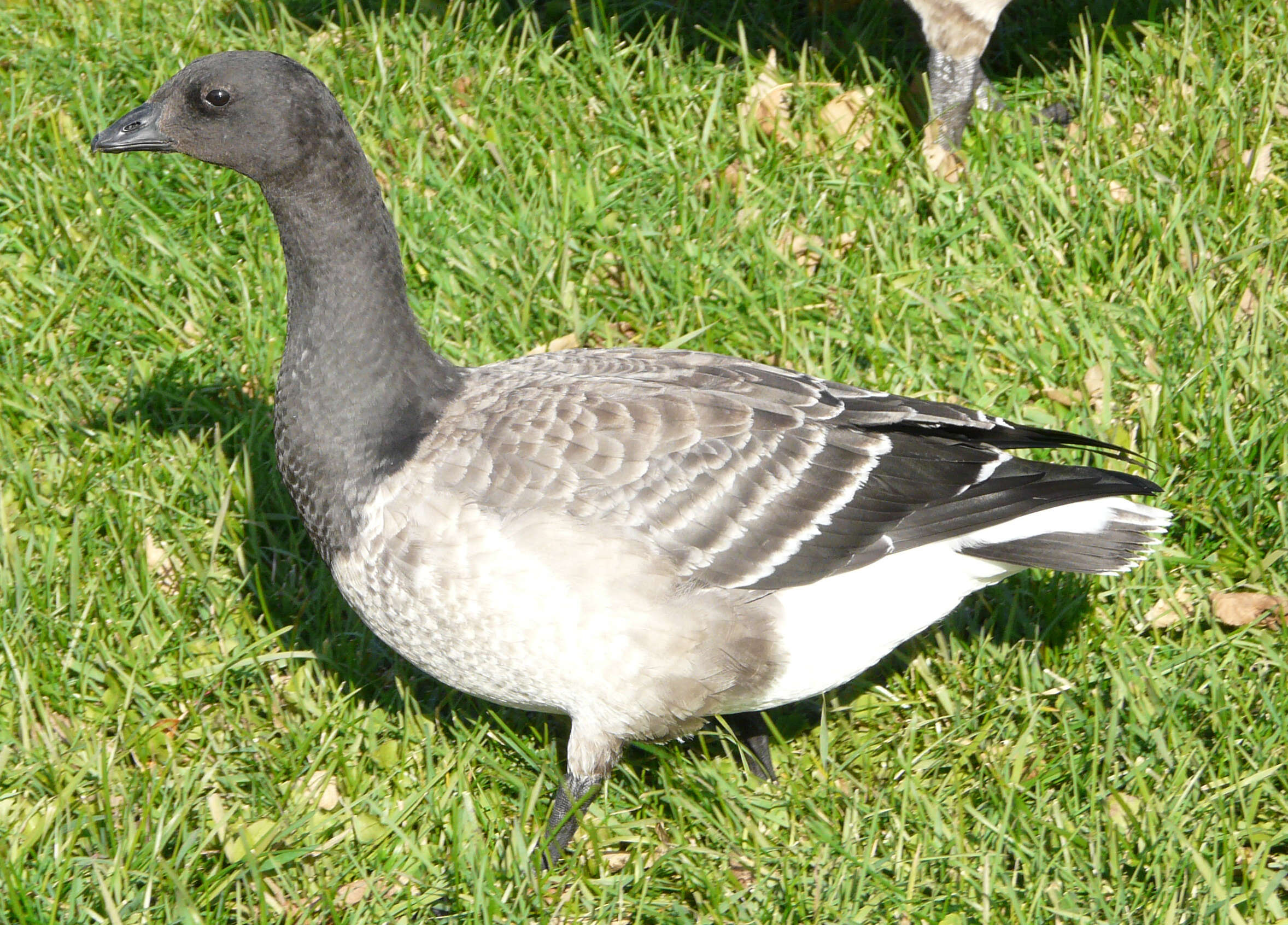 Image of Hawaiian goose