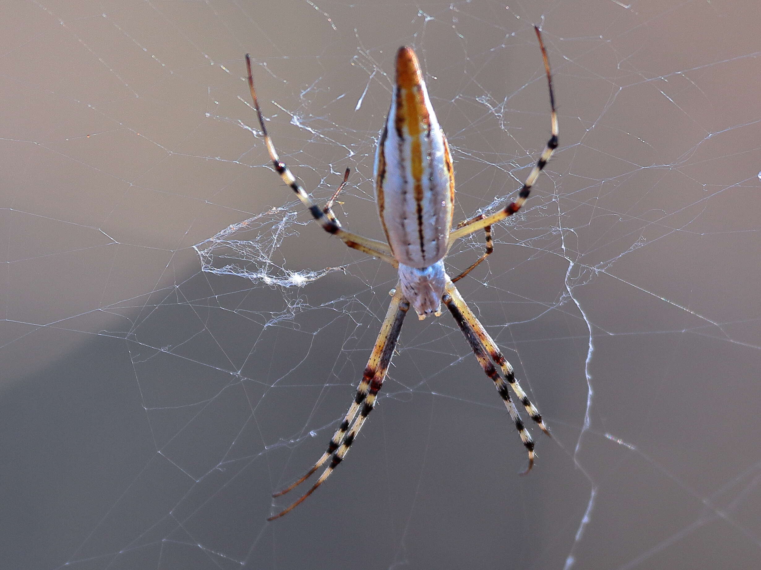 Image of Argiope protensa L. Koch 1872