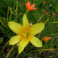 Imagem de Moraea ochroleuca (Salisb.) Drapiez