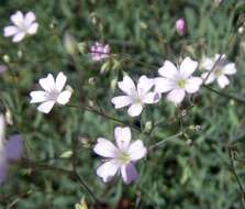 Image of Gypsophila