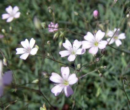 Image de Gypsophile rampante