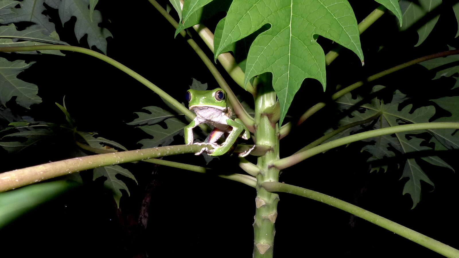 Image of Leaf Frogs