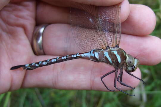 Image of Lance-Tailed Darner