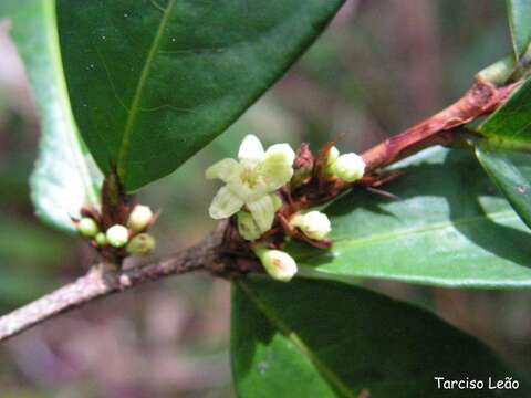 Image of Erythroxylum mucronatum Benth.