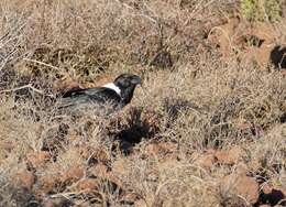 Image of Corvus Linnaeus 1758