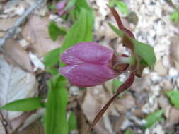 Слика од Cypripedium