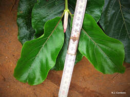 صورة Morinda asteroscepa K. Schum.