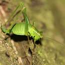 Image of speckled bush-cricket