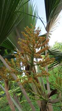 Imagem de Pritchardia napaliensis H. St. John