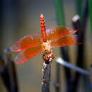 Слика од Brachythemis contaminata (Fabricius 1793)