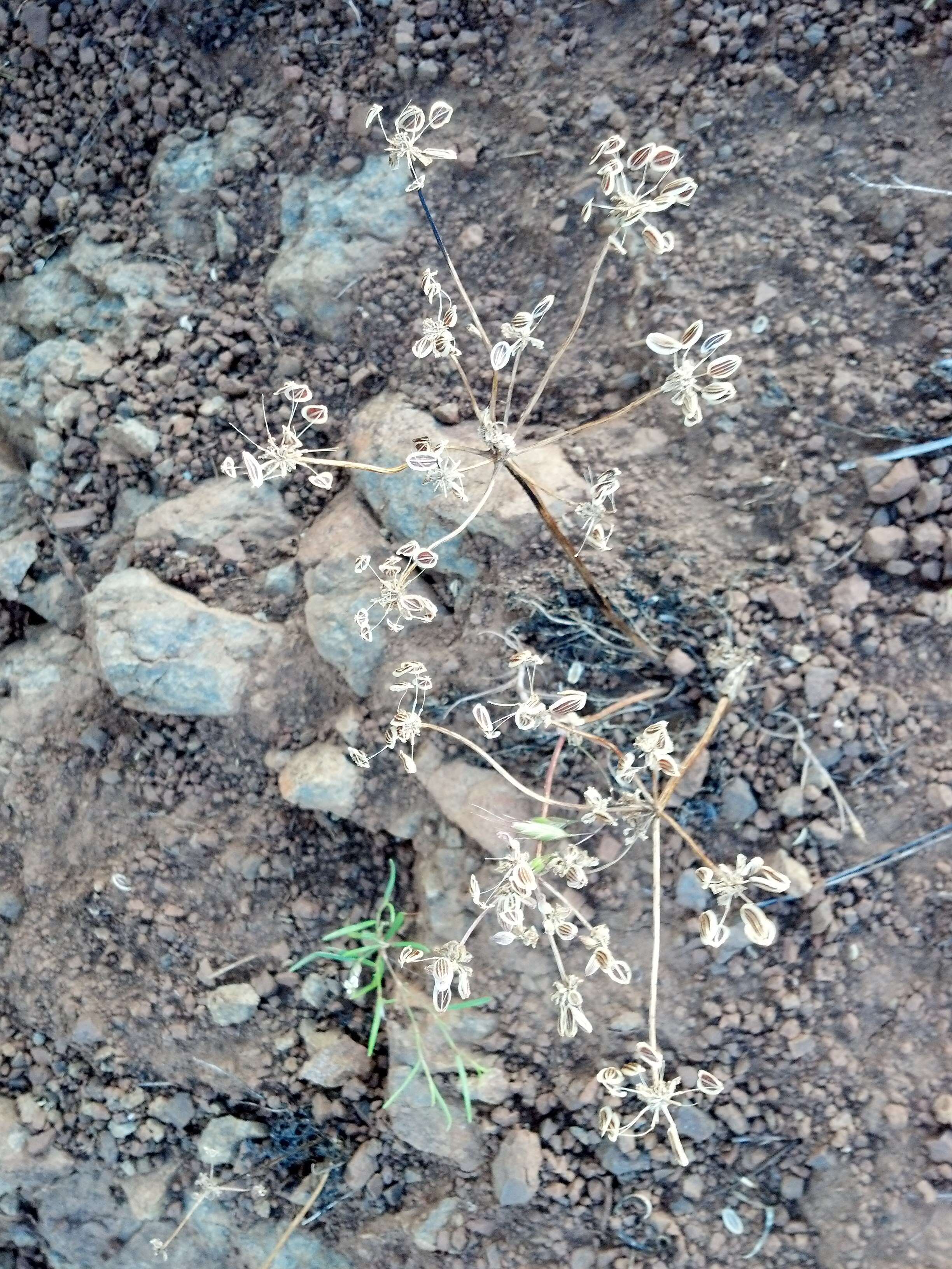 Image of cous biscuitroot