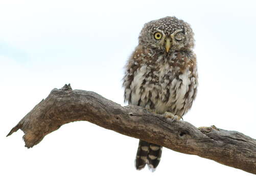 Image of Pearl-spotted Owlet