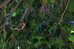 Carduelis carduelis parva Tschusi 1901的圖片