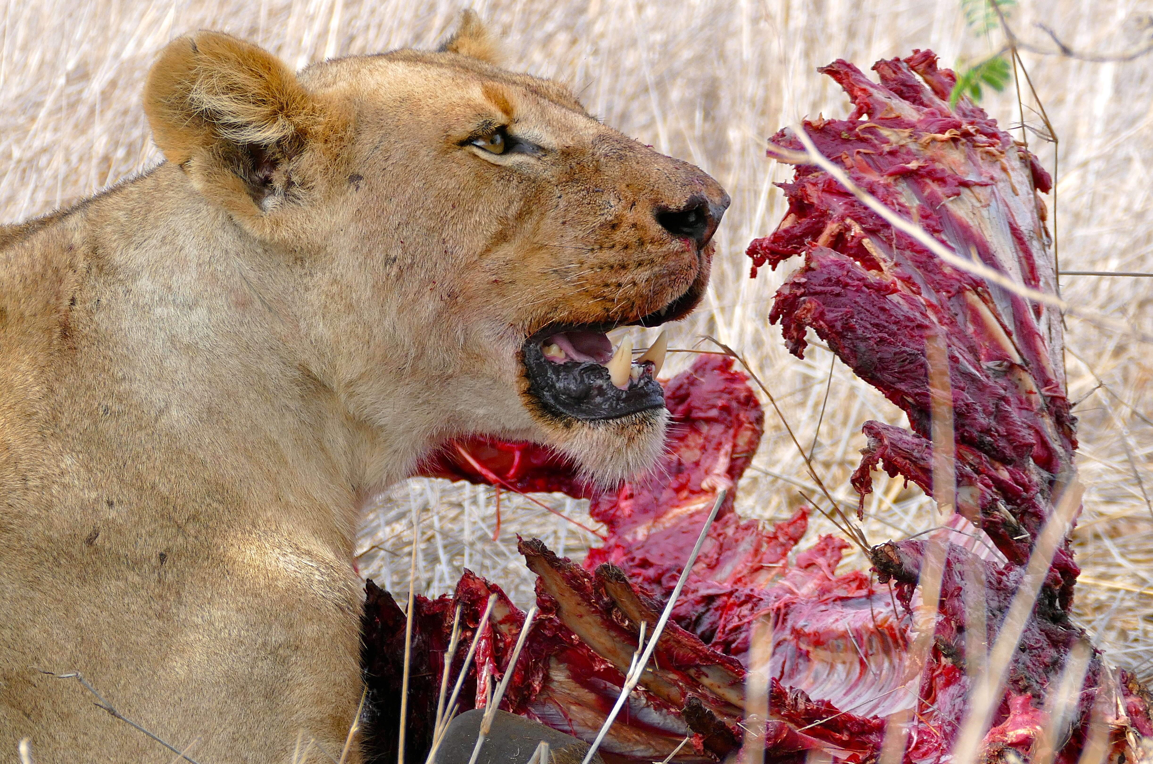 Image of big cats