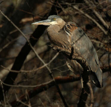 Image of Great Blue Heron