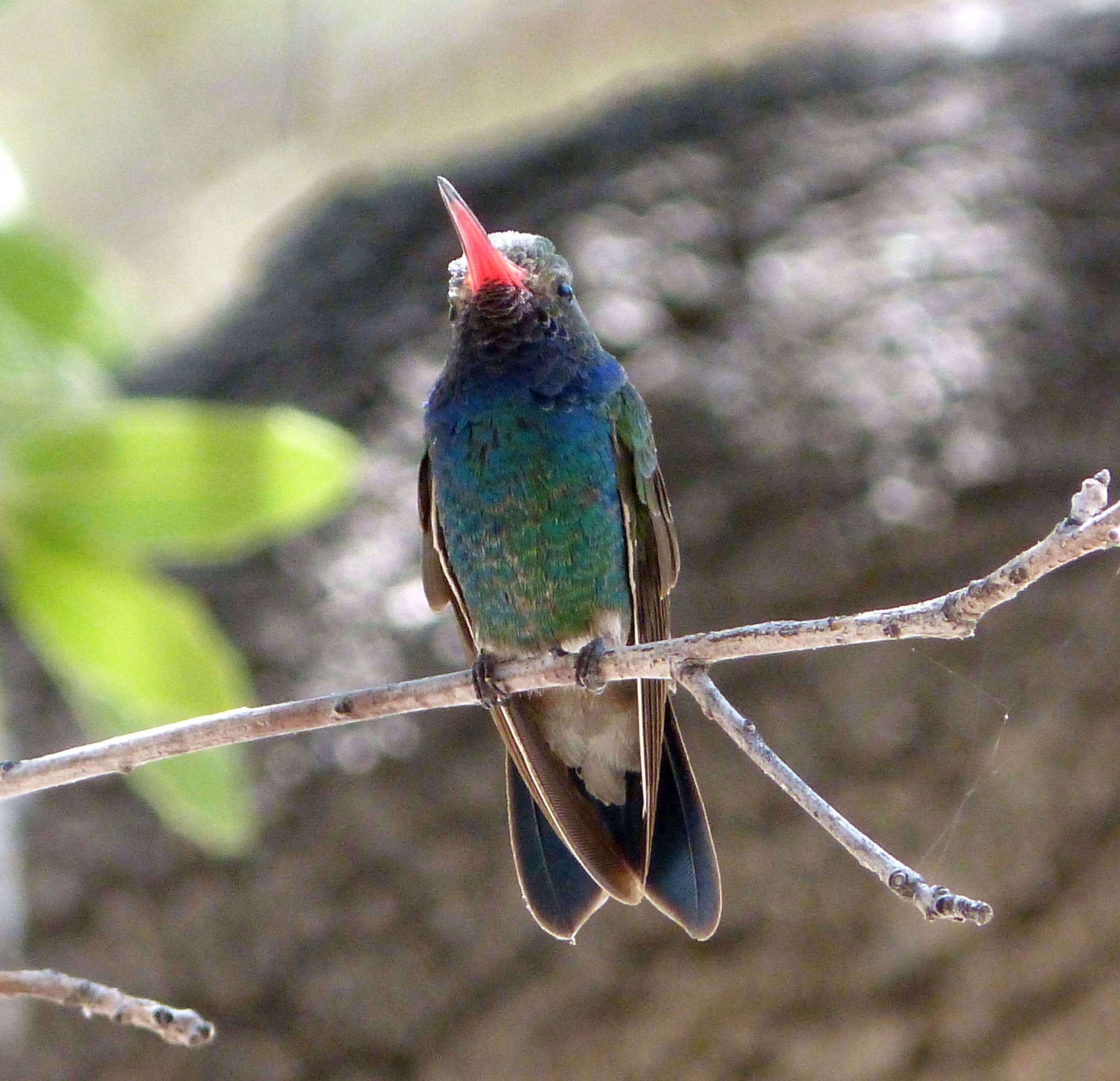 Image of Cynanthus Swainson 1827