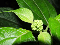 صورة Clibadium glomeratum Greenm.