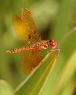 Image of Eastern Amberwing