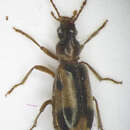 Image of Notoxus monoceros