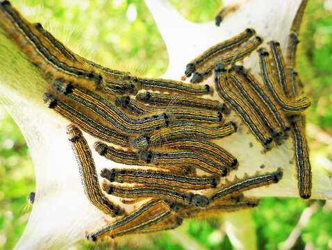 Image of lackey moth