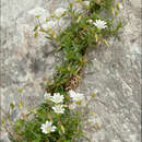Image of Cerastium carinthiacum subsp. carinthiacum