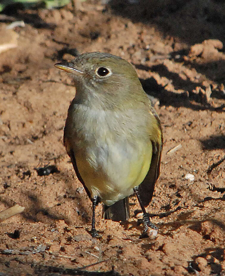 Image of American Dusky Flycatcher