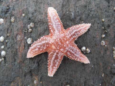 Image of Common sea star