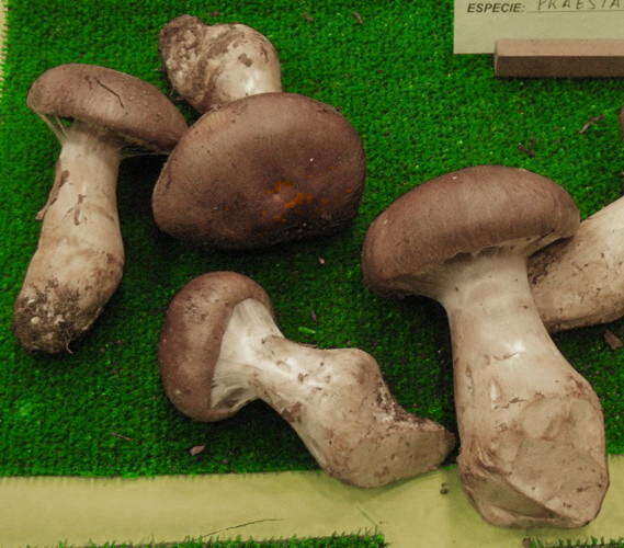 Image of Cortinarius praestans (Cordier) Gillet 1876