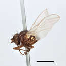 Image of Agromyza albipennis Meigen 1830