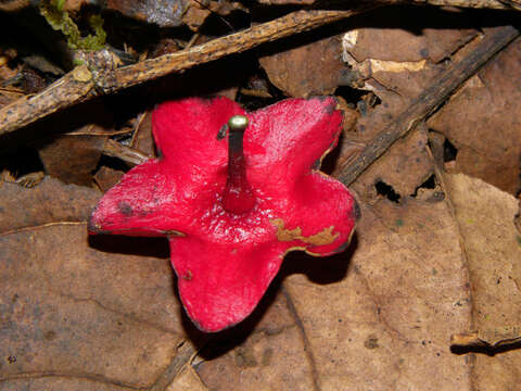 Image of Heisteria concinna Standl.