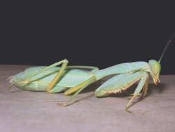 Image of Trachymantis