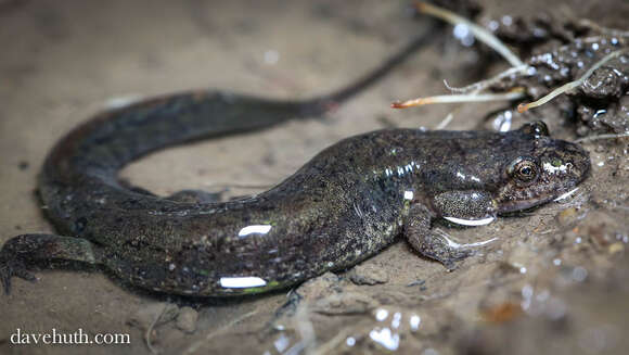 Desmognathus fuscus (Rafinesque 1820) resmi