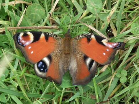 Imagem de Nymphalidae