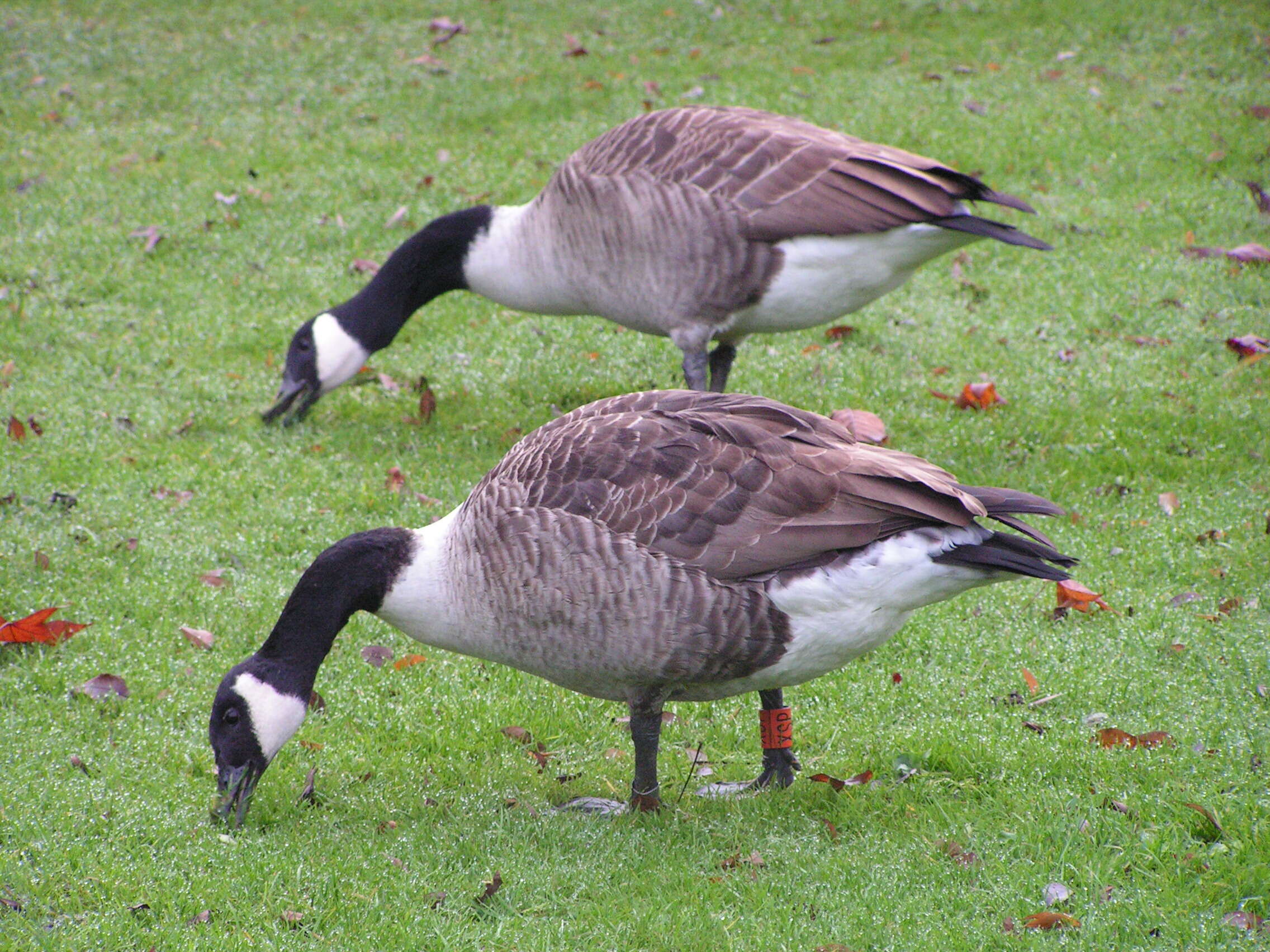 Image of Hawaiian goose