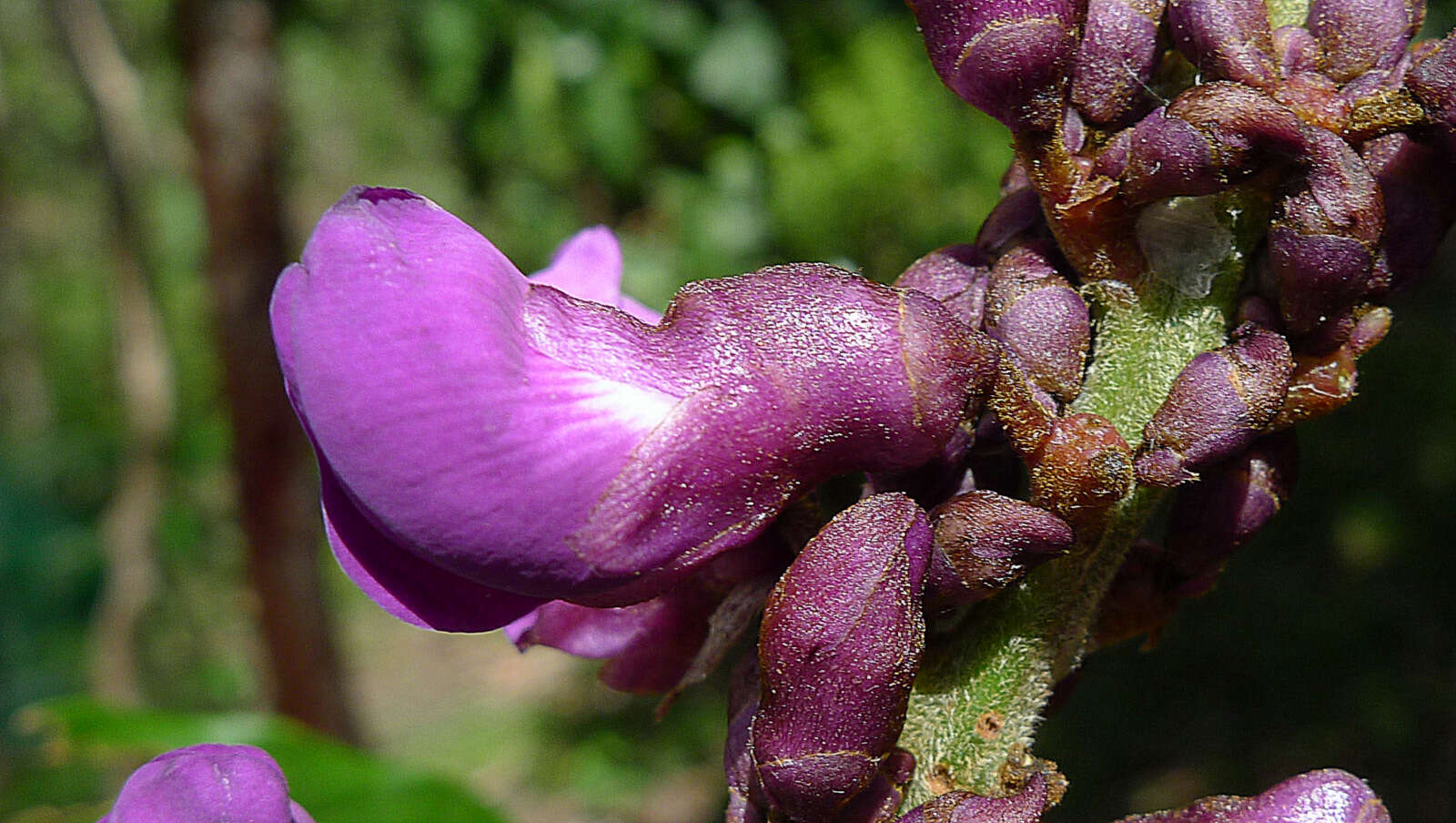 Plancia ëd Dioclea violacea Benth.